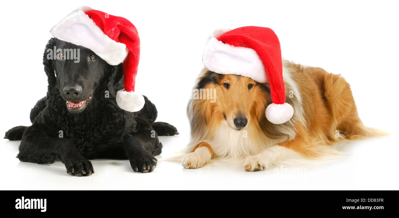 christmas dogs - curly coated retriever and rough collie wearing santa hats isolated on white background Stock Photo