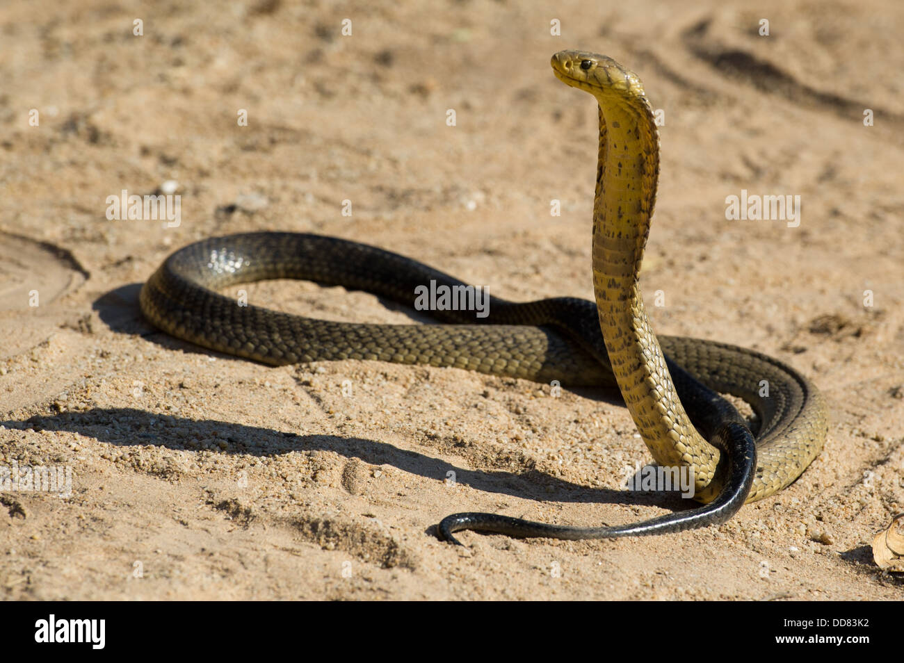 Forest cobra, Naja melanoleuca, South Africa Stock Photo