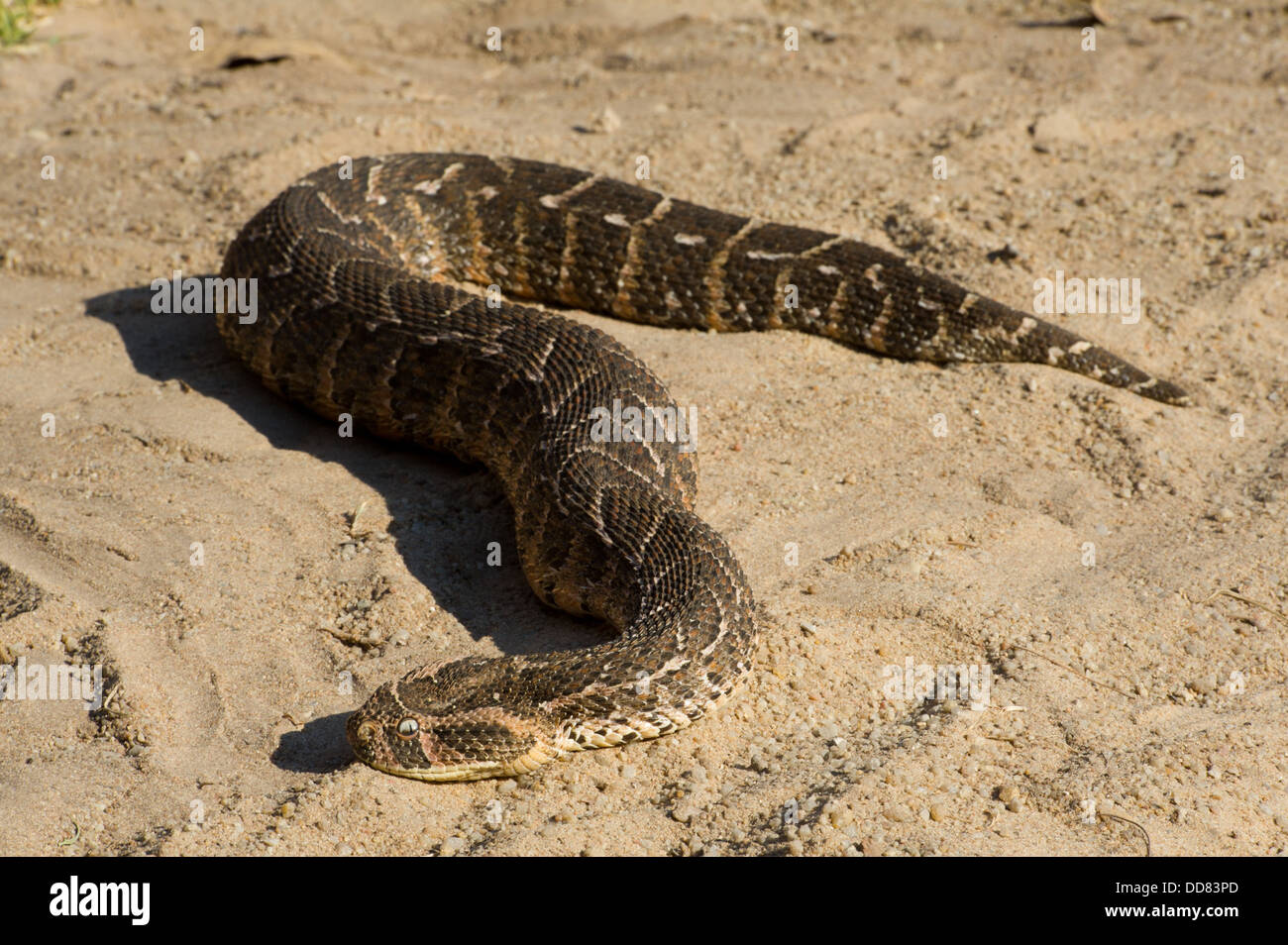 Puff adder, Bitis arietans, South Africa Stock Photo Alamy