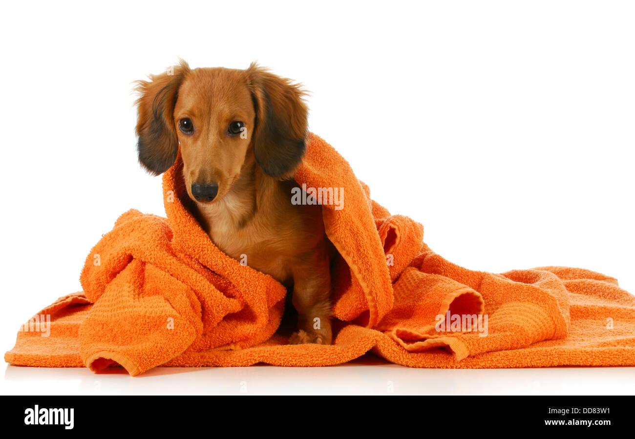 dog bath long haired dachshund being dried off with orange towel on