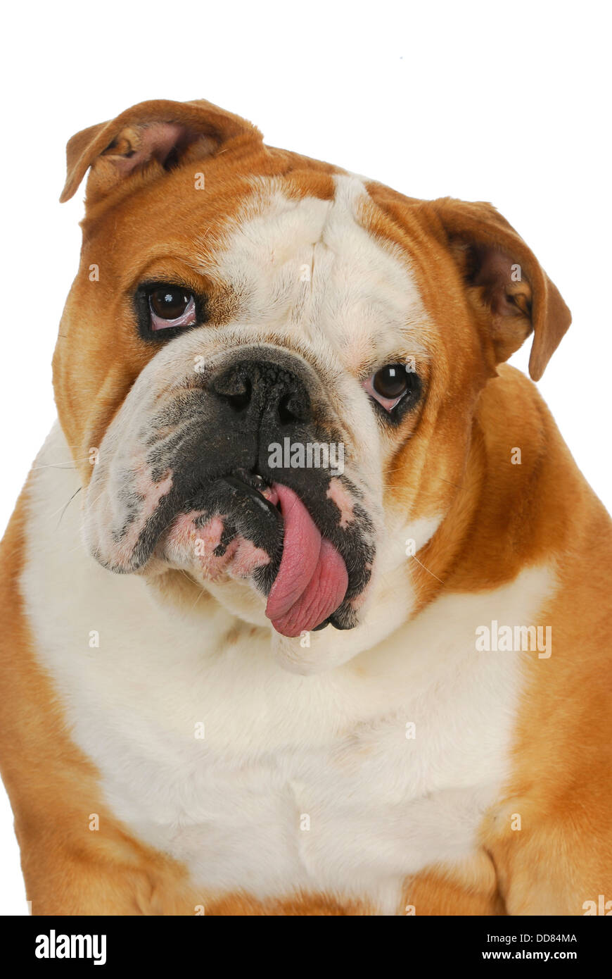 ugly bulldog - english bulldog with tongue sticking out isolated on white background Stock Photo