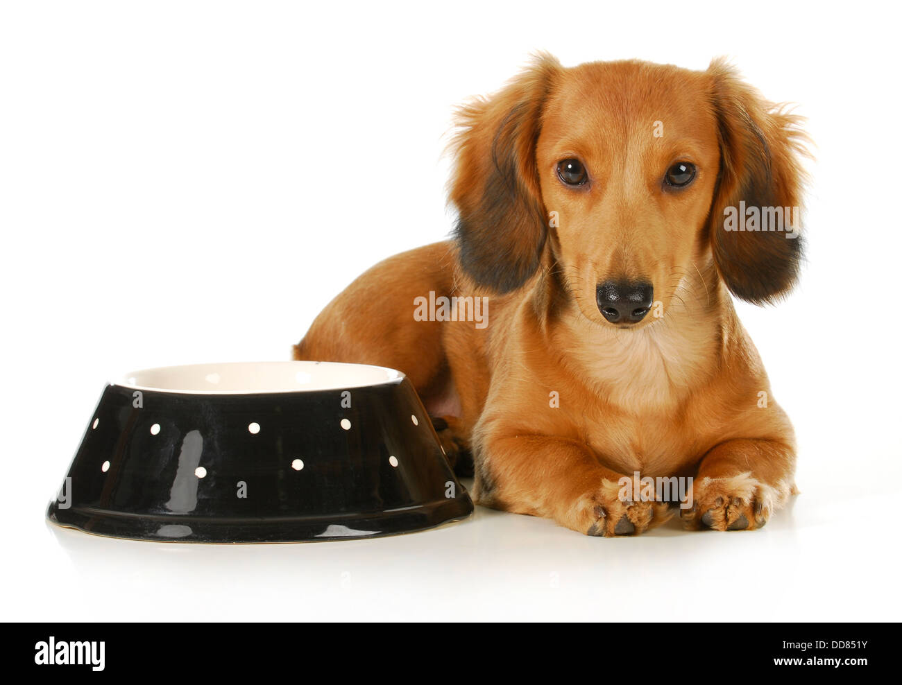 Miniature Long Haired Dachshund Cut Out Stock Images Pictures