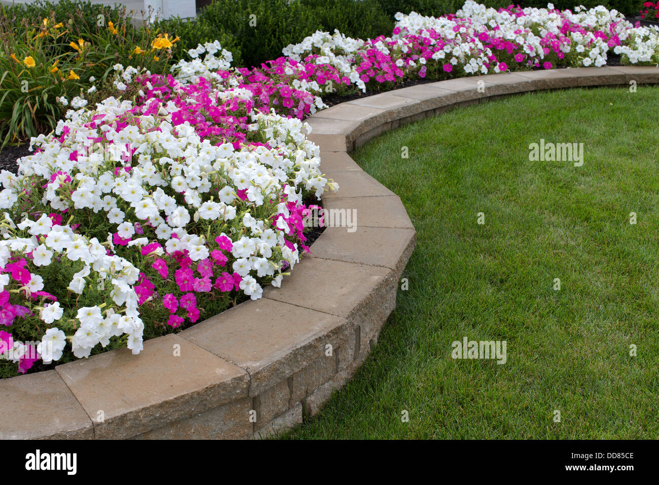 Pink and White petunias on the flower bed along with the grass Stock Photo