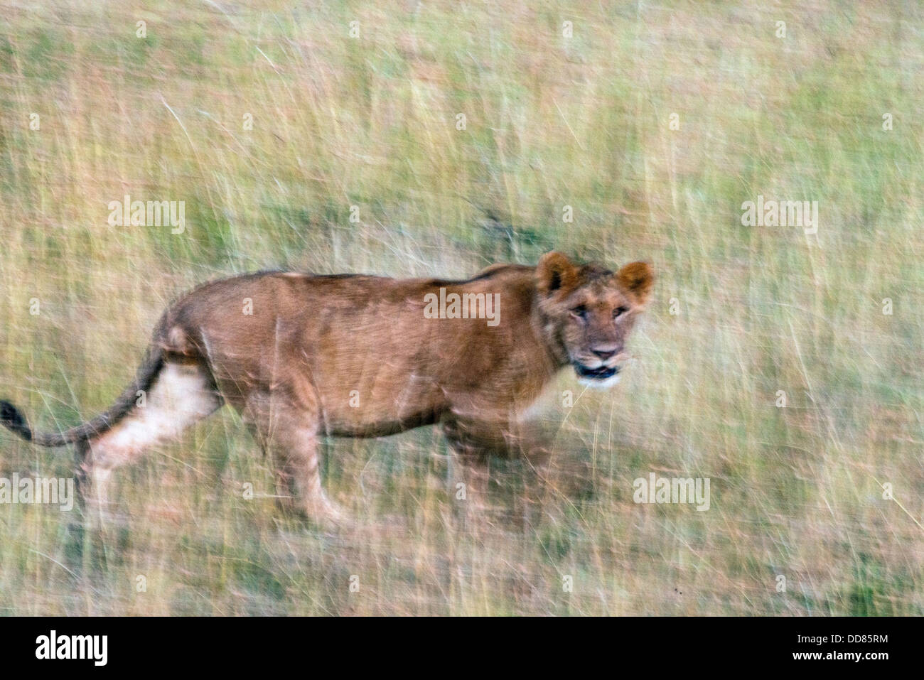 Adult lioness Panthera leo walking across Masai Mara Kenya Africa Stock ...