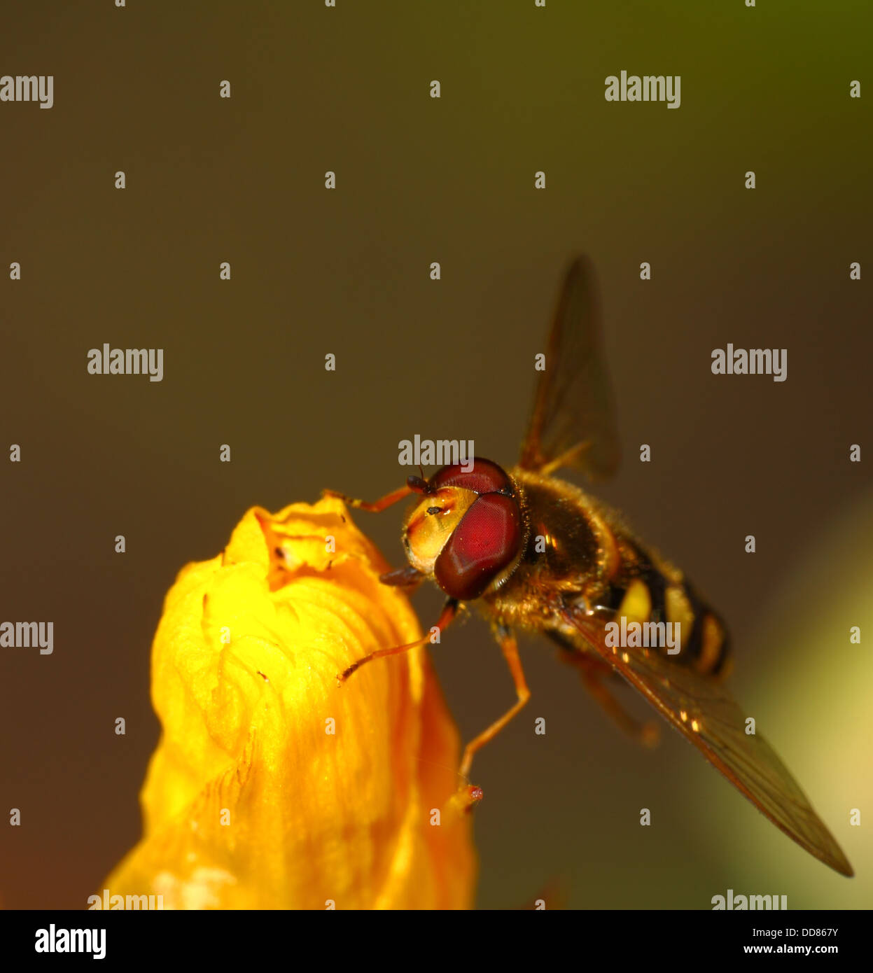 Insects room hi-res stock photography and images - Alamy