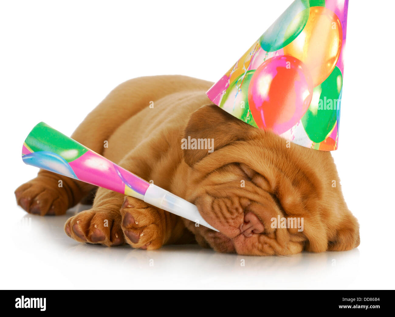 birthday puppy - dogue de bordeaux puppy wearing hat and blowing on horn isolated on white background Stock Photo