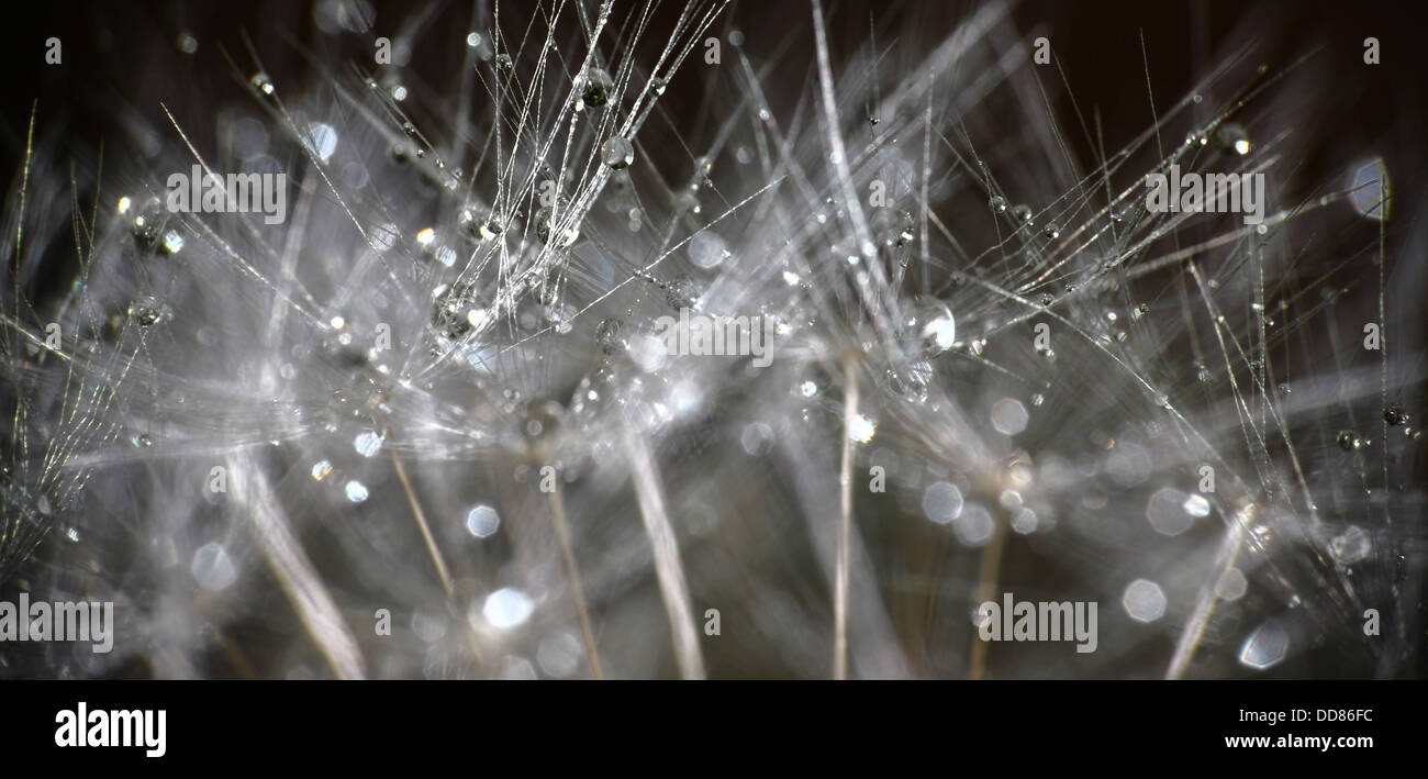 Water seed dispersal hi-res stock photography and images - Alamy