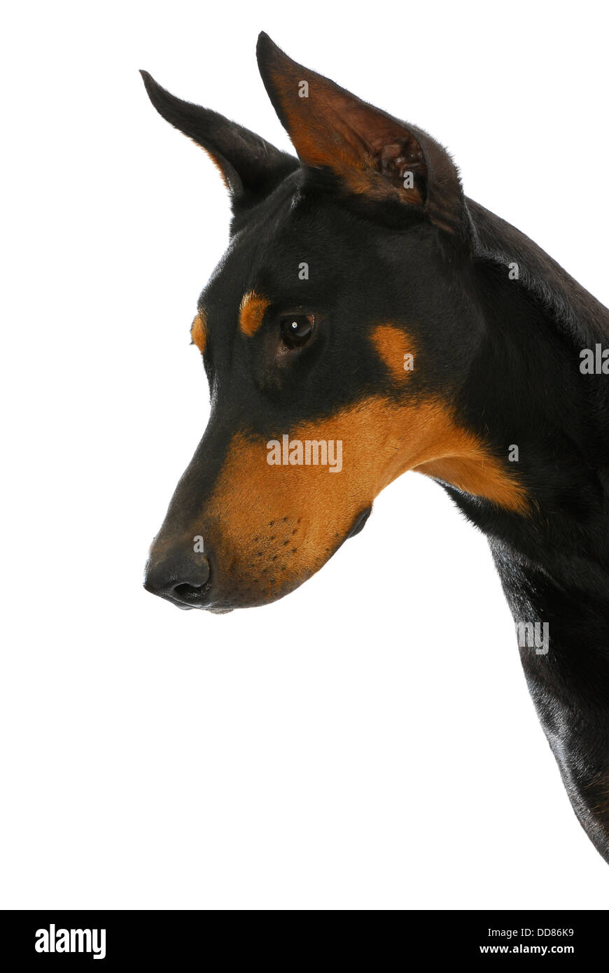 guard dog doberman pinscher in protective stance isolated on white