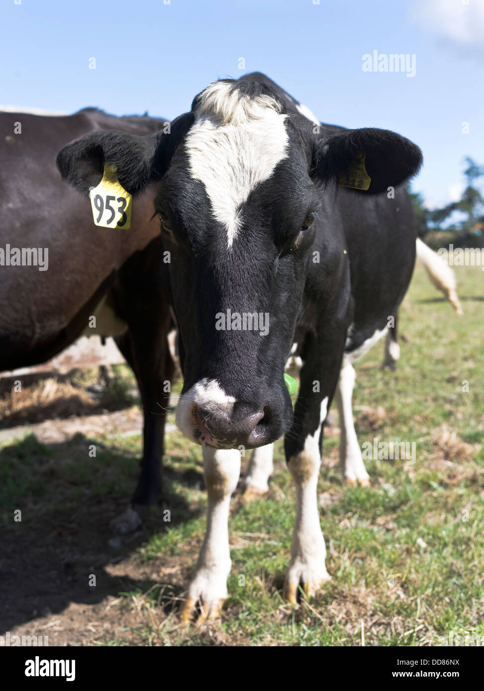 dh  TARANAKI NEW ZEALAND Dairy cow close up face head only Stock Photo