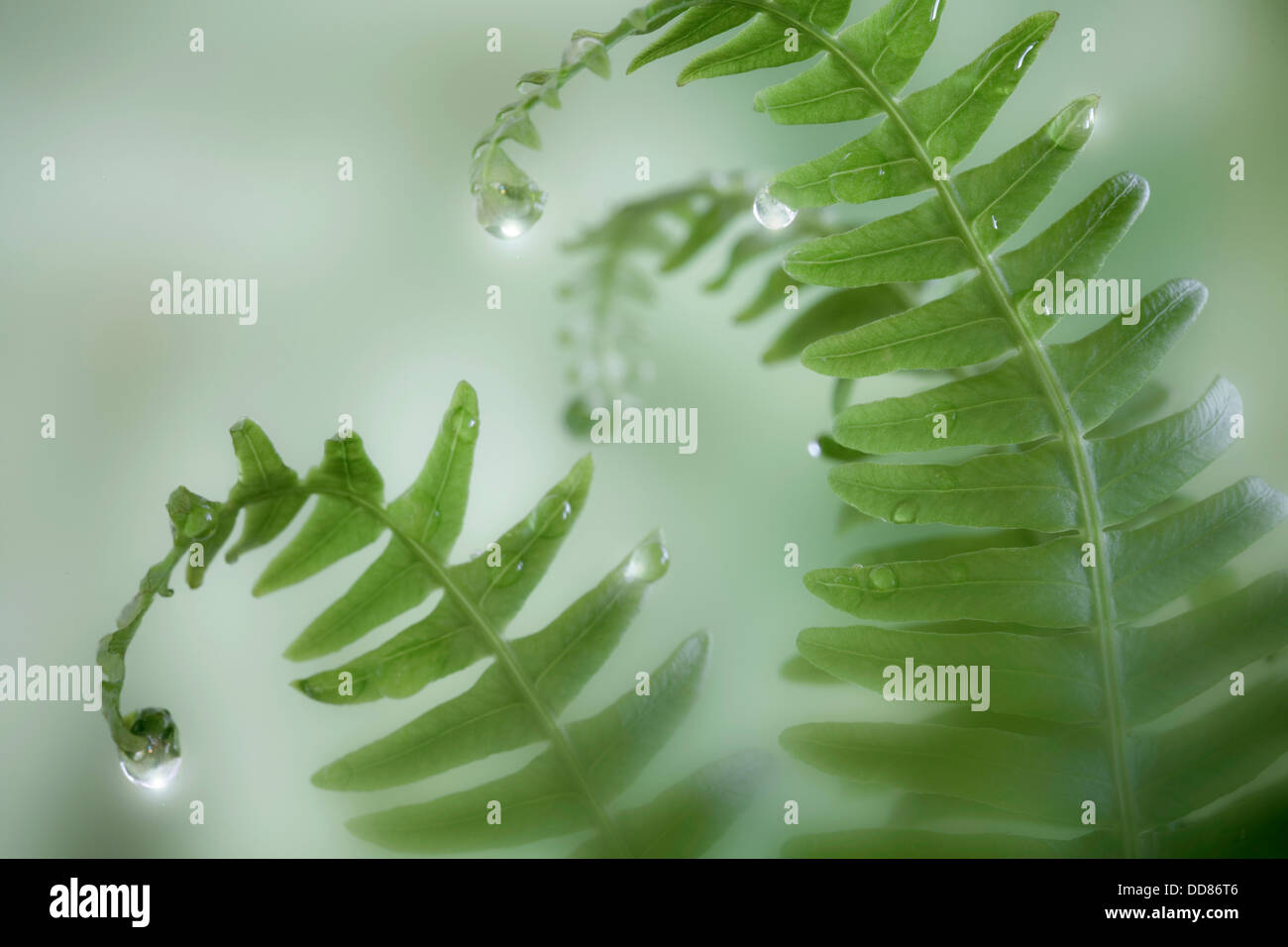 Deer Ferns High Resolution Stock Photography and Images - Alamy