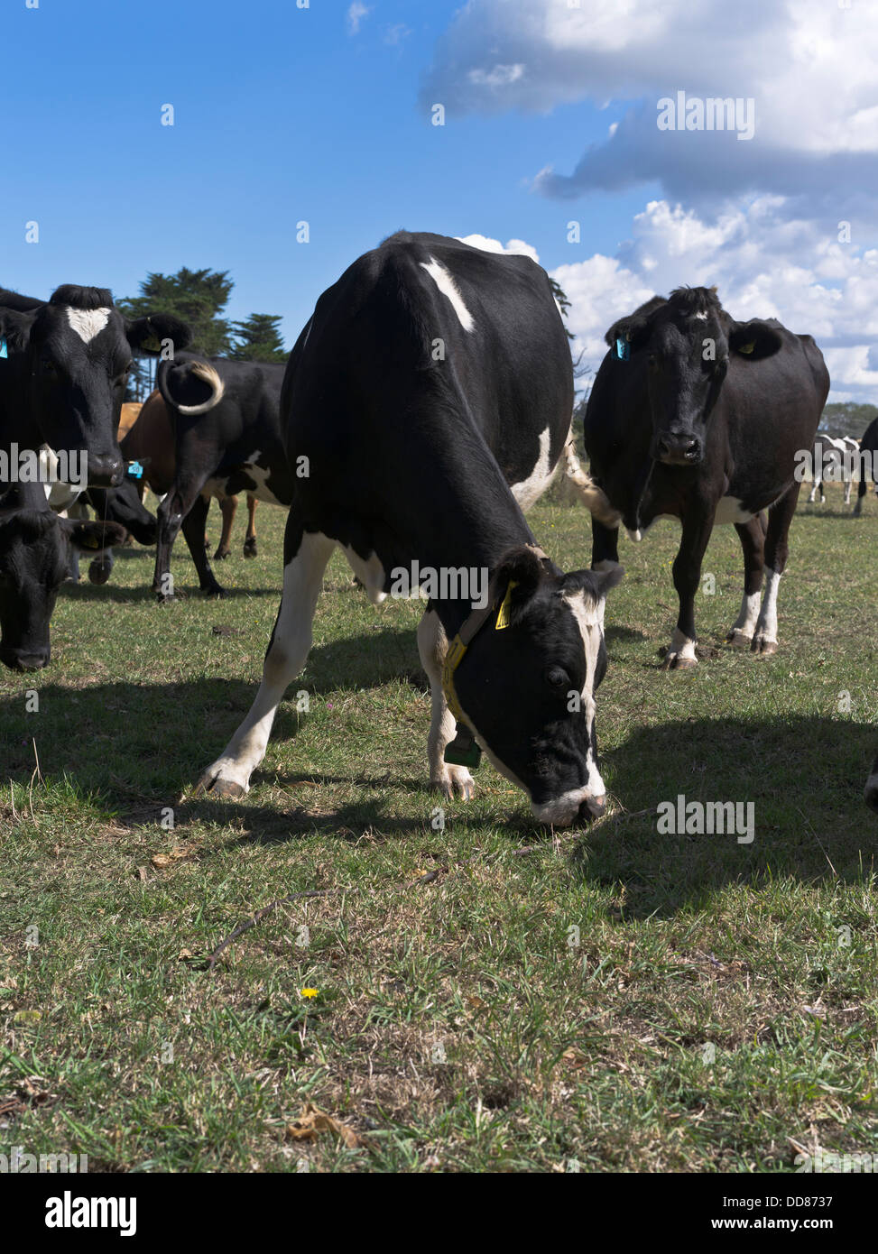 dh  TARANAKI NEW ZEALAND Dairy cows grazing close up cow field Stock Photo