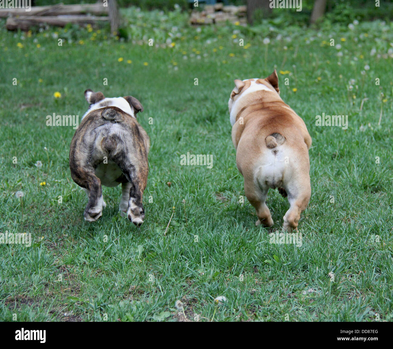 dogs running away english bulldogs running side by side Stock Photo