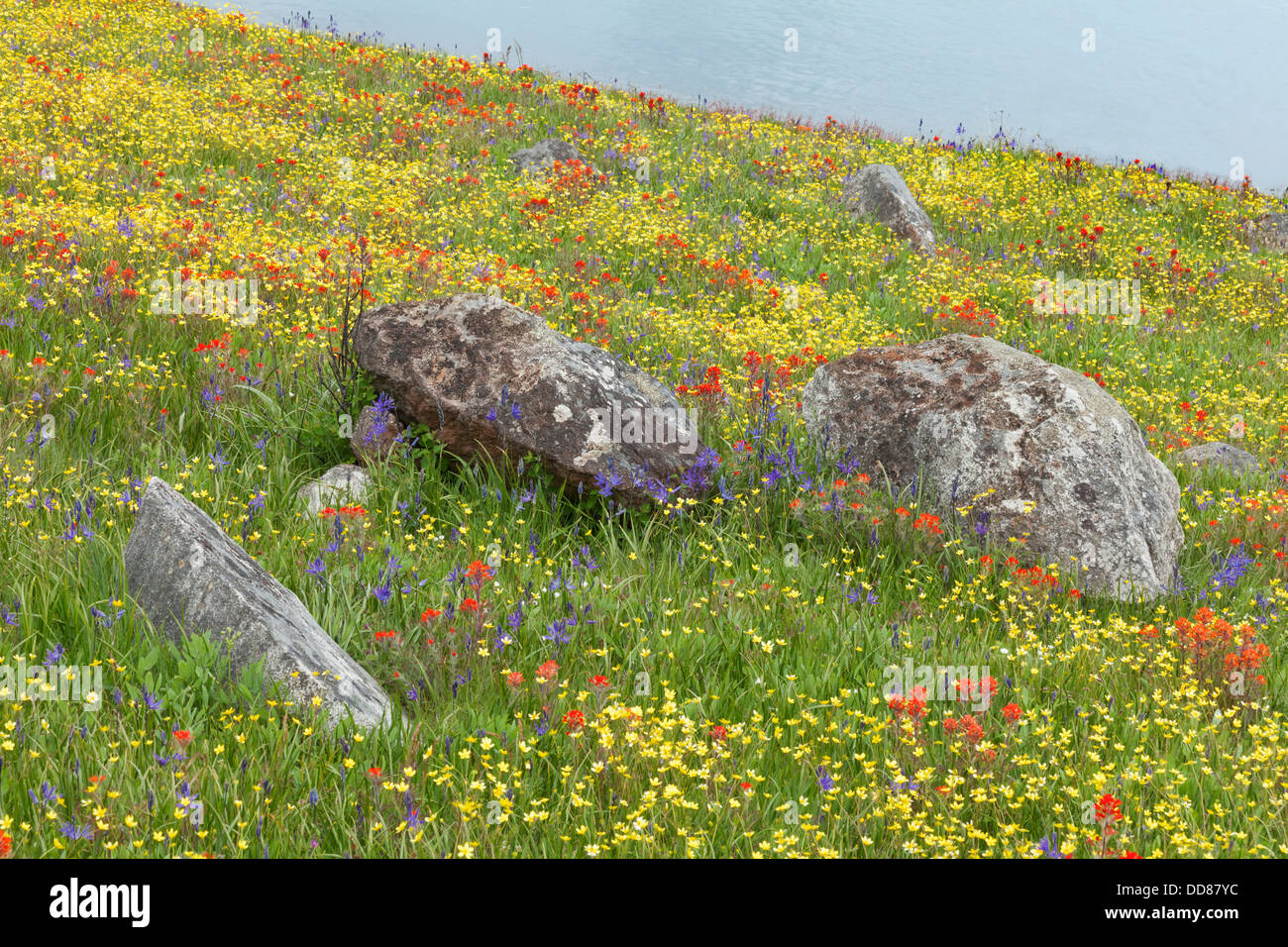 Islands wildflowers yellow hi-res stock photography and images - Alamy