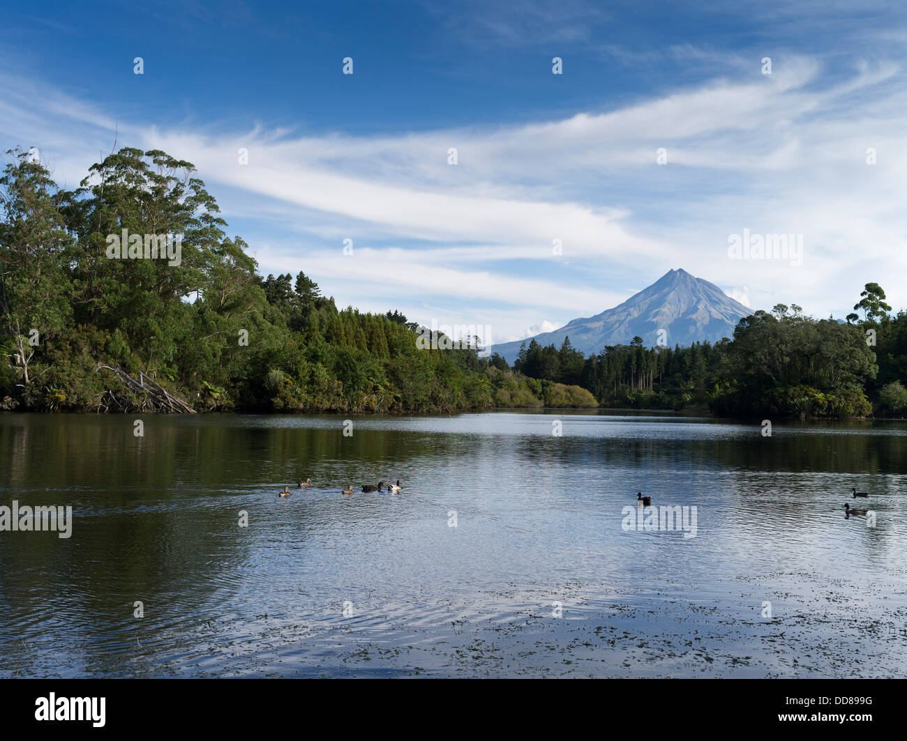 dh Lake Mangamahoe TARANAKI NEW ZEALAND Mount Egmont Mt Taranaki ducks in lake Stock Photo