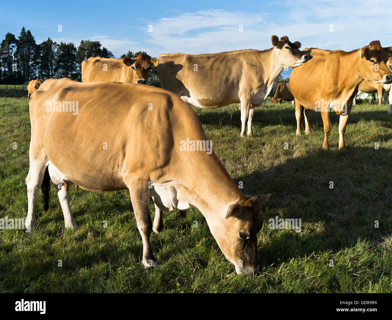 dh Jersey Cow COW NZ Dairy cows cattle herd New Zealand Taranaki Stock Photo