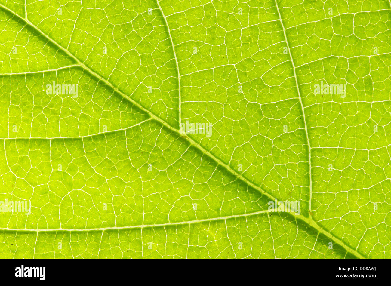 structure of leaf Stock Photo - Alamy