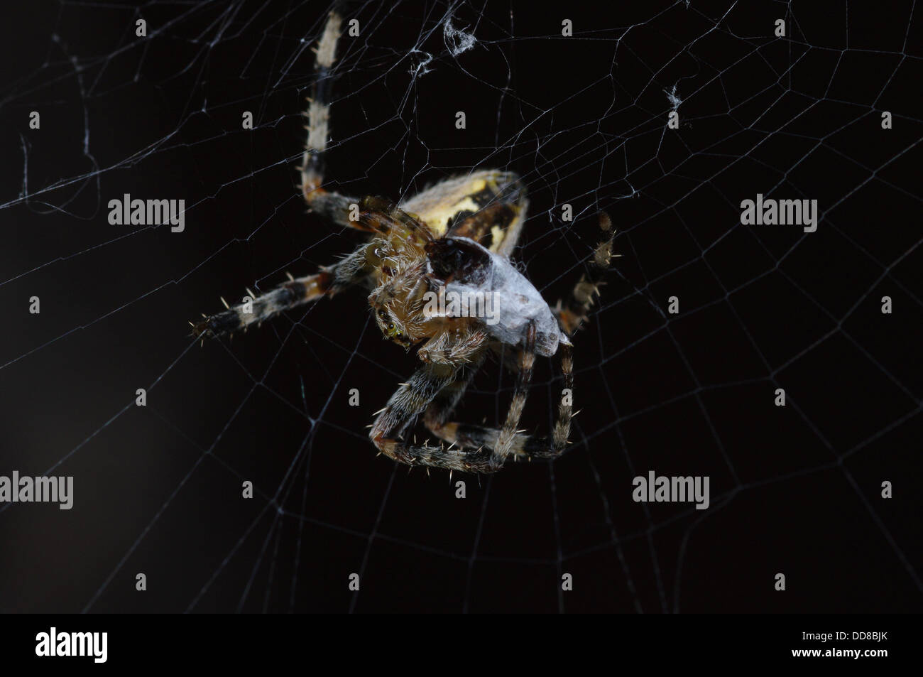 European Garden Spider on web Stock Photo - Alamy