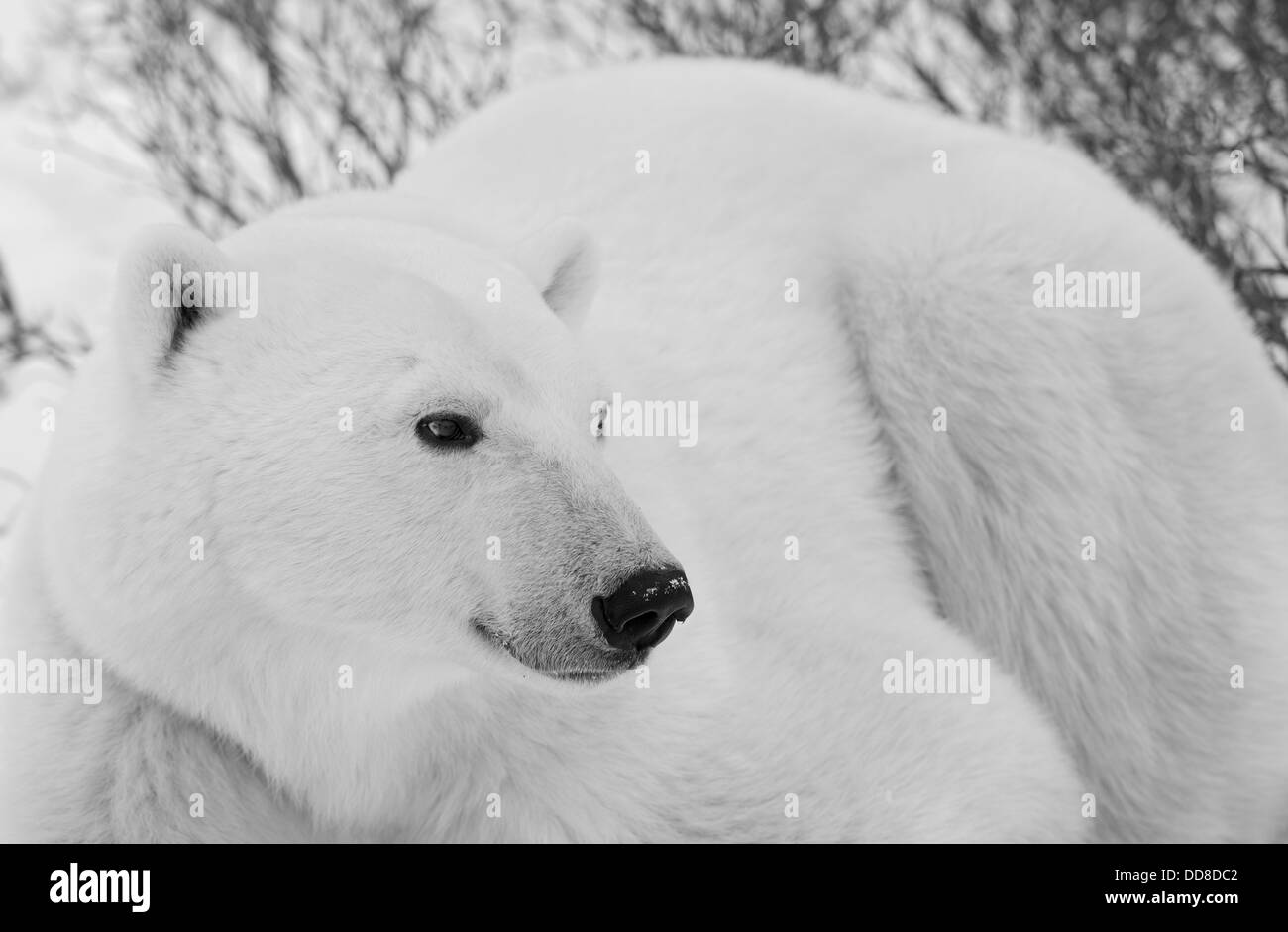 Portrait of a polar bear Stock Photo Alamy