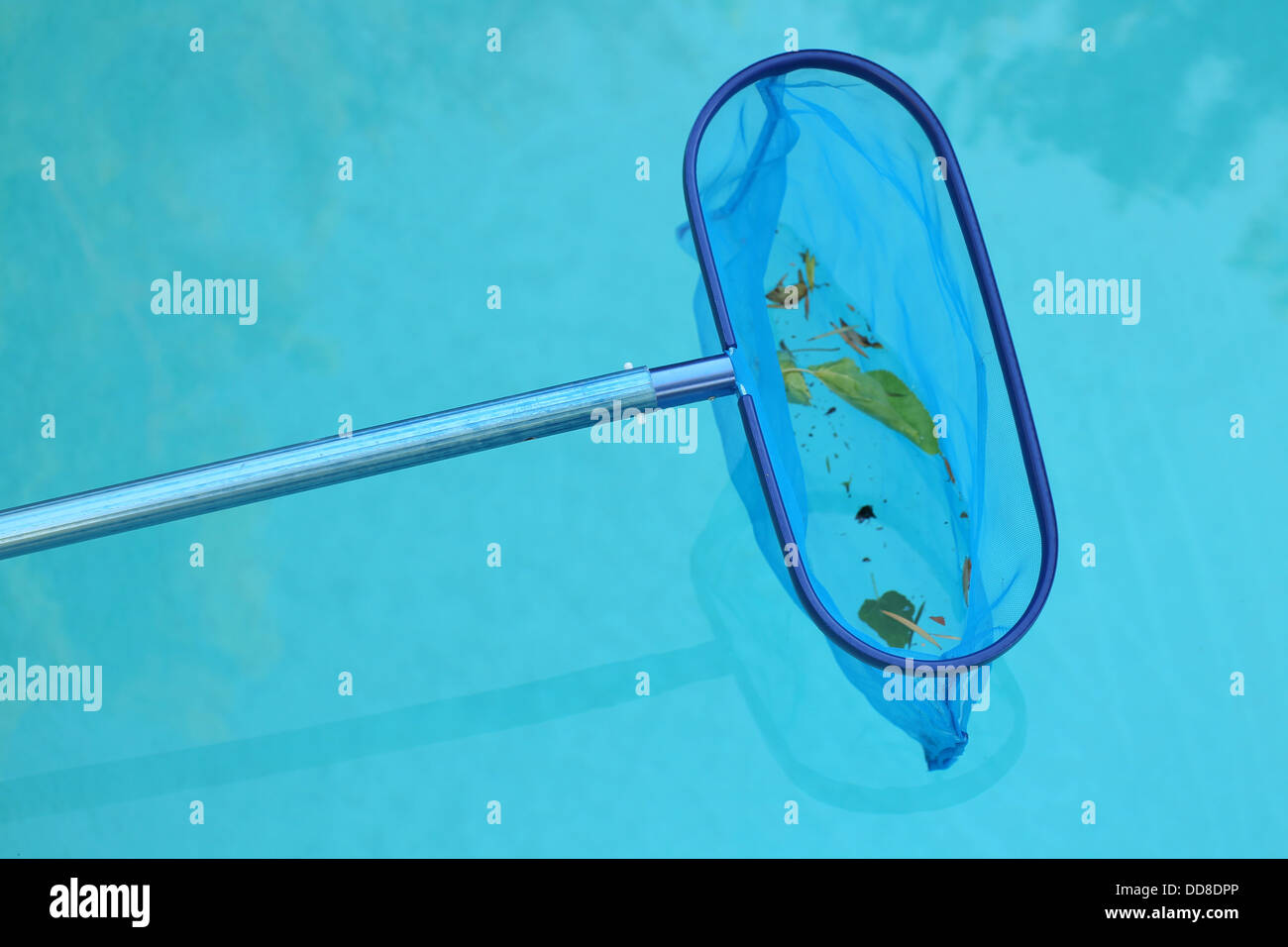 Swimming pool leaf skimmer Stock Photo Alamy