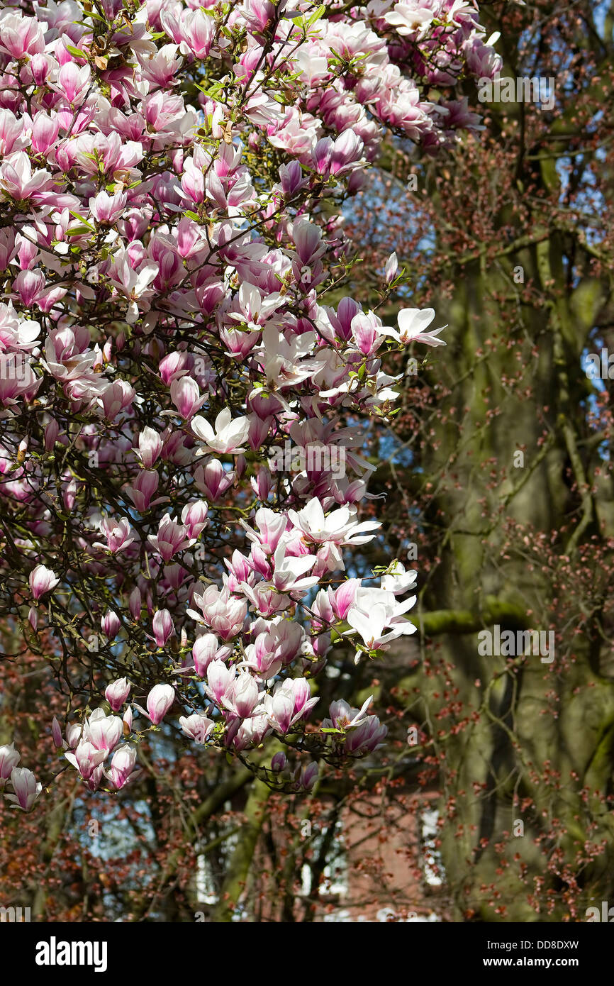 blooming magnolia tree Stock Photo - Alamy