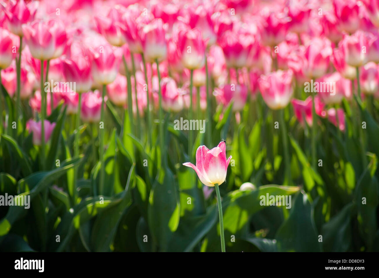 A spring field with pink tulips in the Netherlands Stock Photo - Alamy