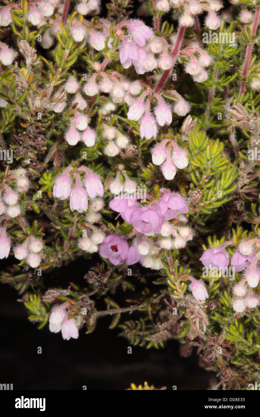 Erica chamissonis flowers just opening- Family Ericaceae Stock Photo