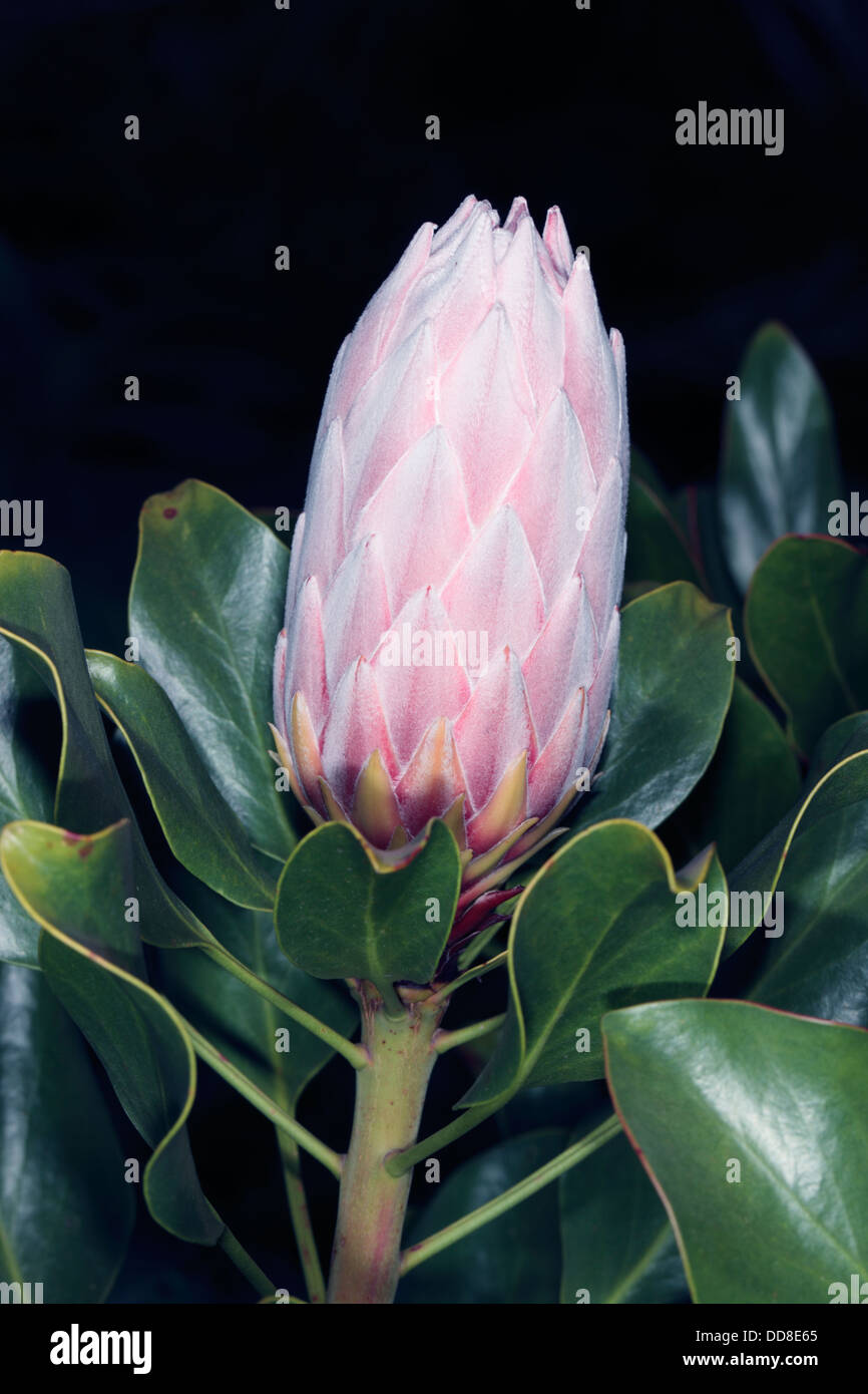 Close-up of a King Protea bud - Protea cynaroides - Family Proteaceae Stock Photo