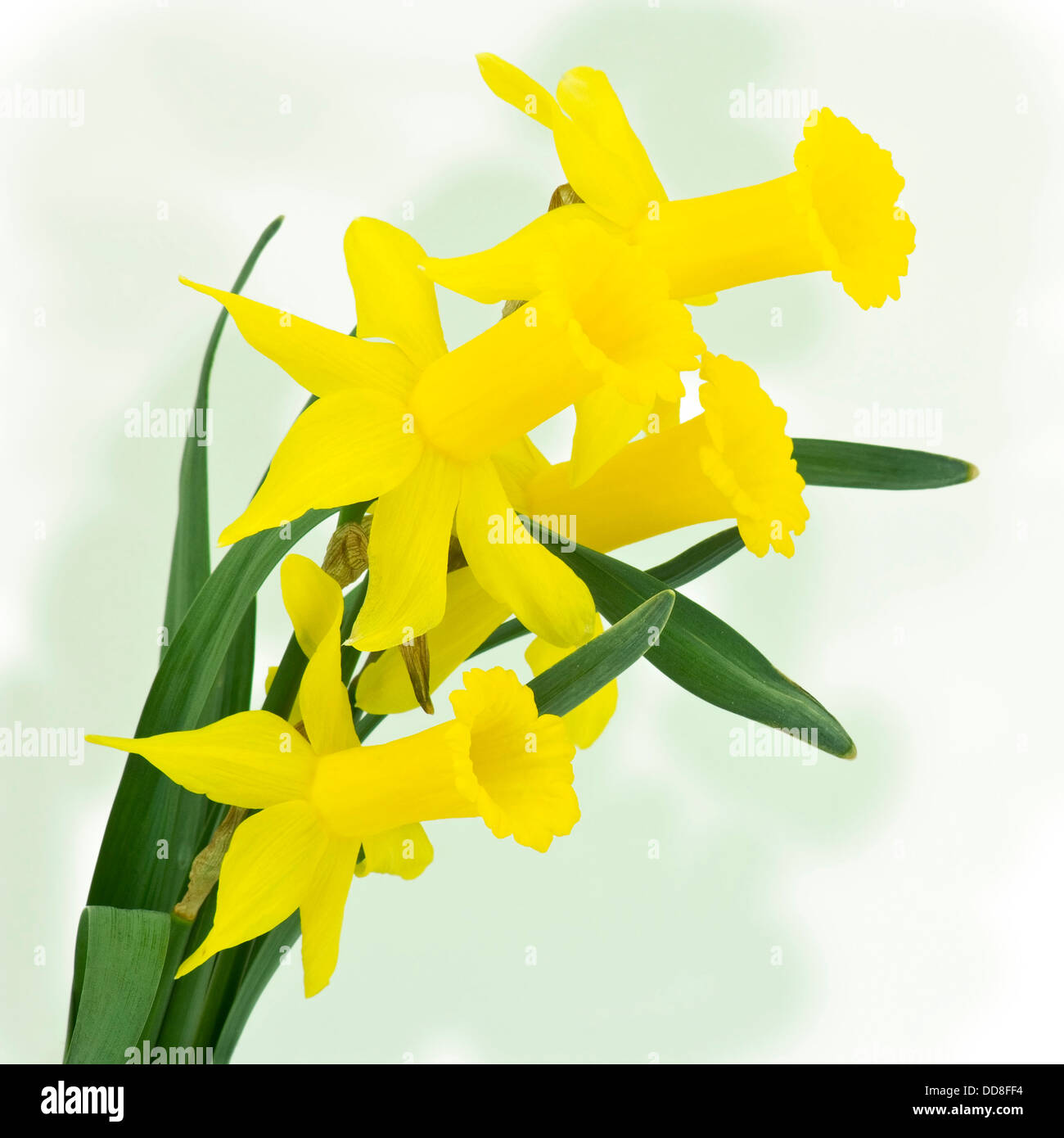 yellow narcissus flowers Stock Photo Alamy