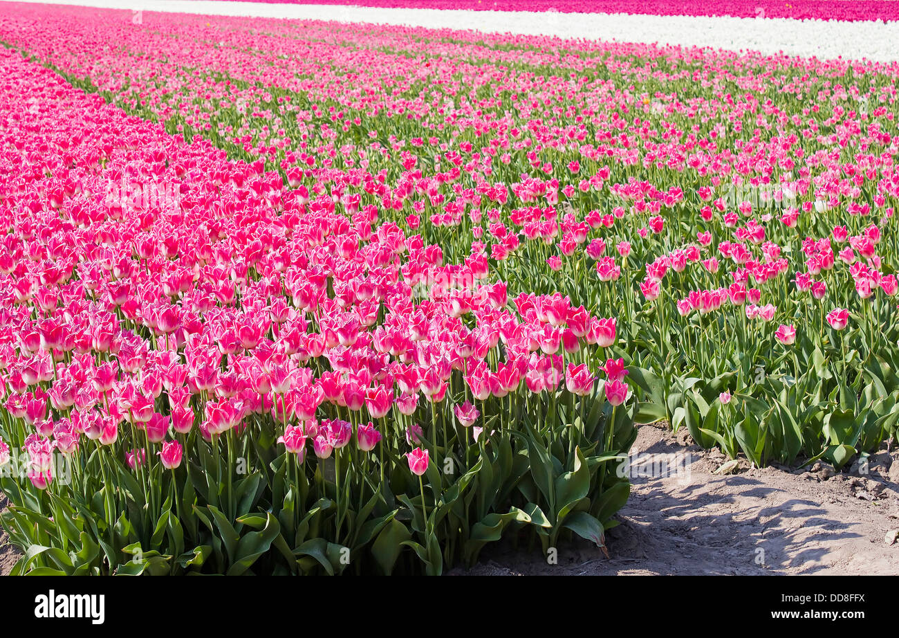 A spring field with pink tulips in the Netherlands Stock Photo - Alamy