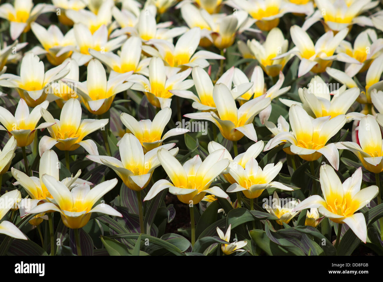 Beautiful tulips in Keukenhof Garden Stock Photo - Alamy