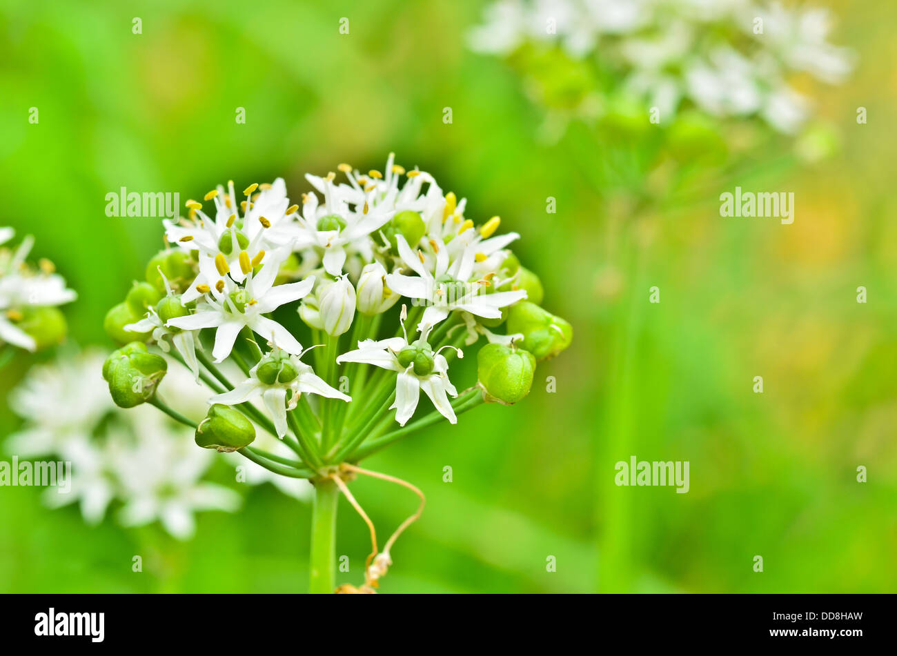 wild garlic flowers Stock Photo Alamy