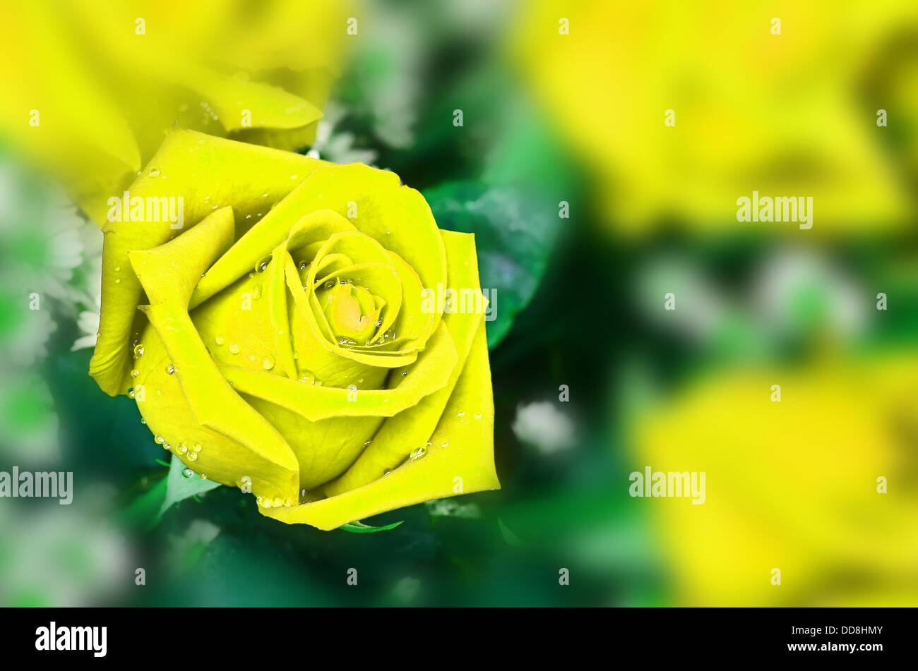 beatiful yellow rose Stock Photo