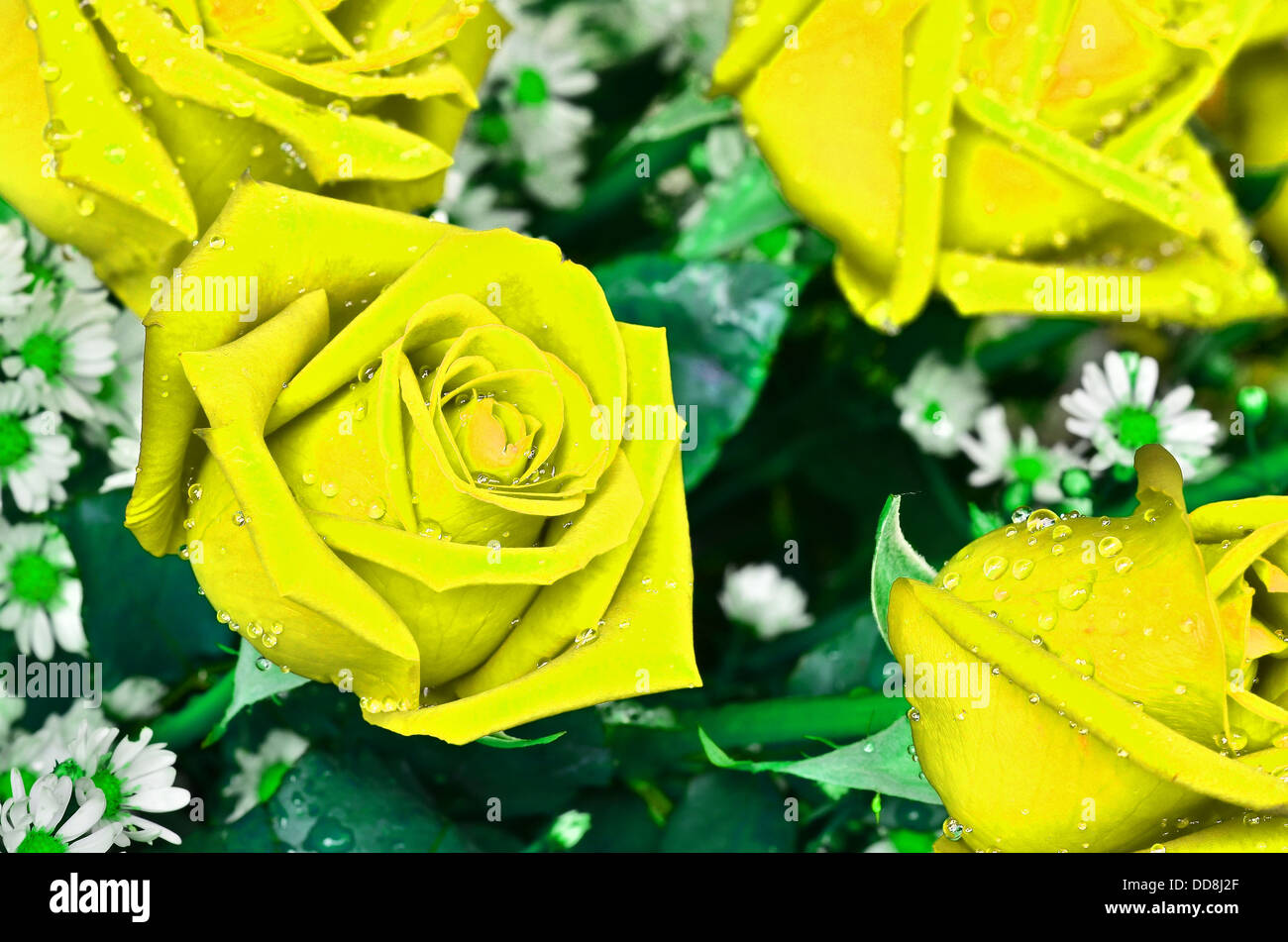 Close-up view of beatiful yellow rose Stock Photo