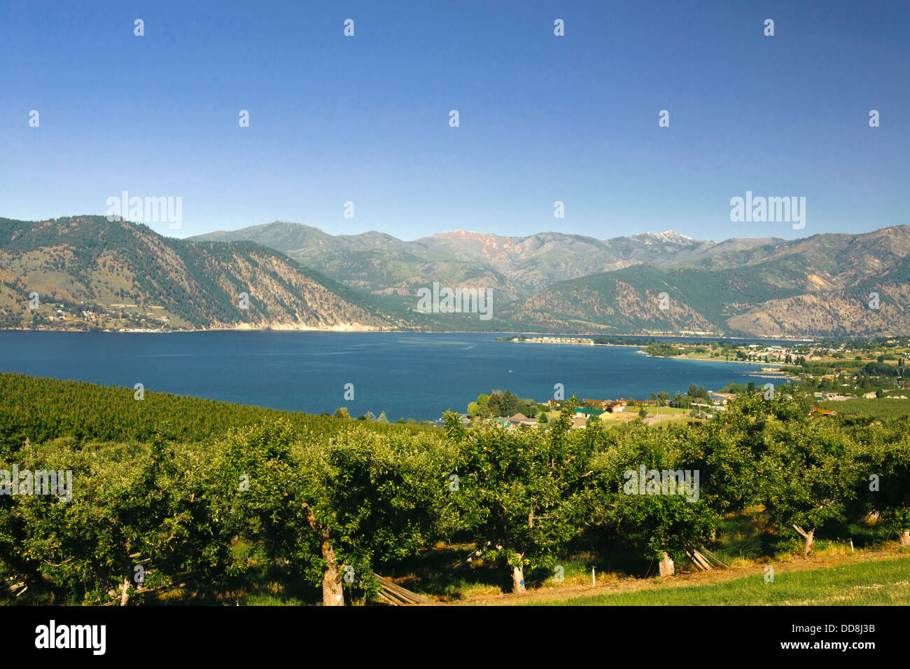 USA, Washington, Lake Chelan. Orchard and view in the Lake Chelan AVA