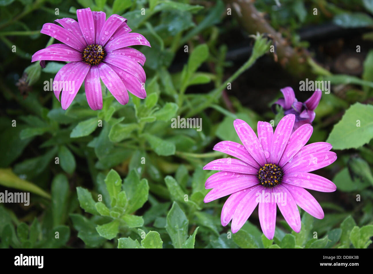 Two pink wild daisies Stock Photo