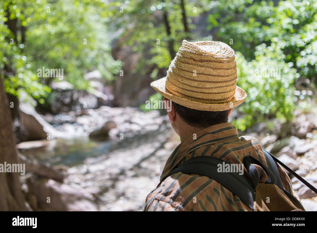 Hiking in forest hi-res stock photography and images - Alamy