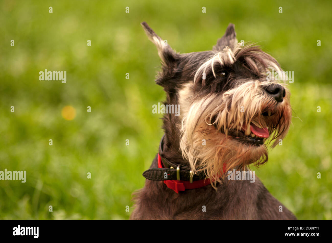 miniature schnauzer dog portrait Stock Photo