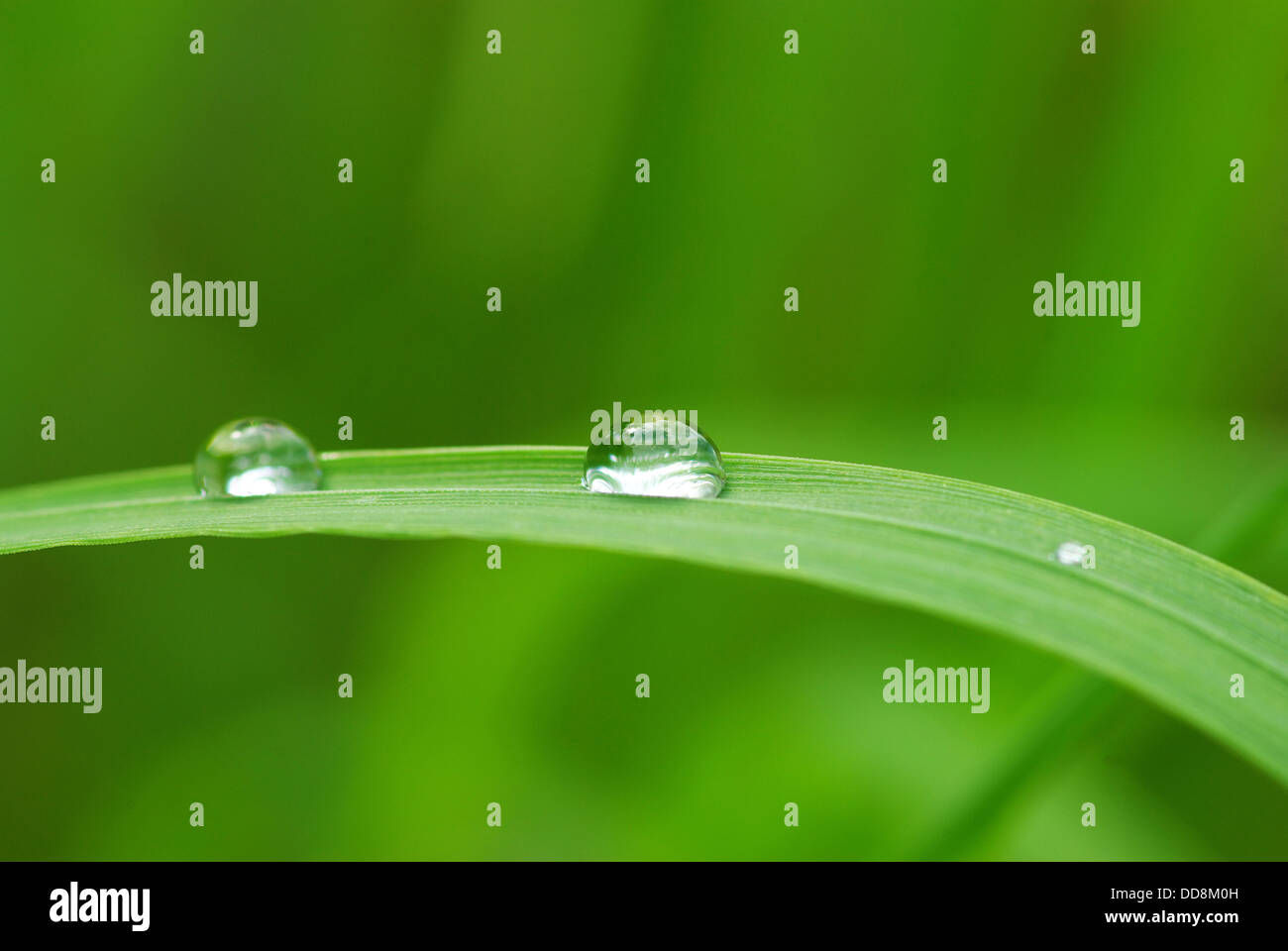 drop on grass Stock Photo - Alamy