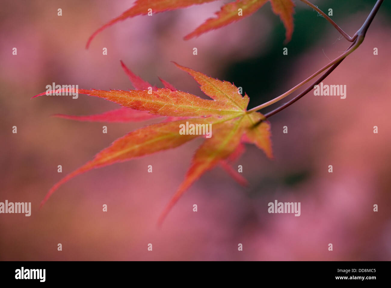 Red Acer leaves, close up with shallow depth of field Stock Photo