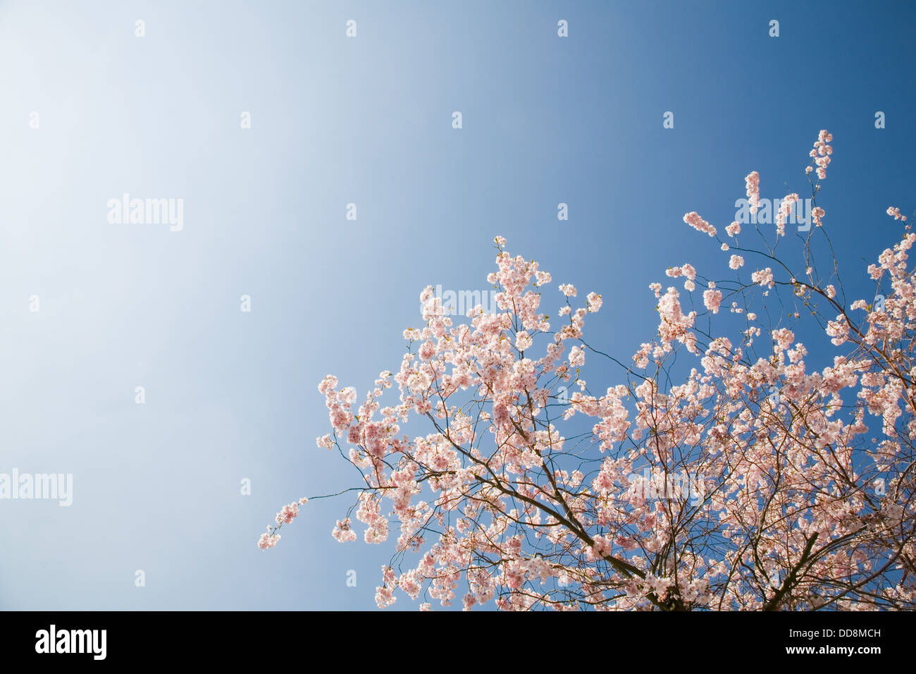 Pink blossom on cherry tree against bright clear sky, England, UK. Stock Photo