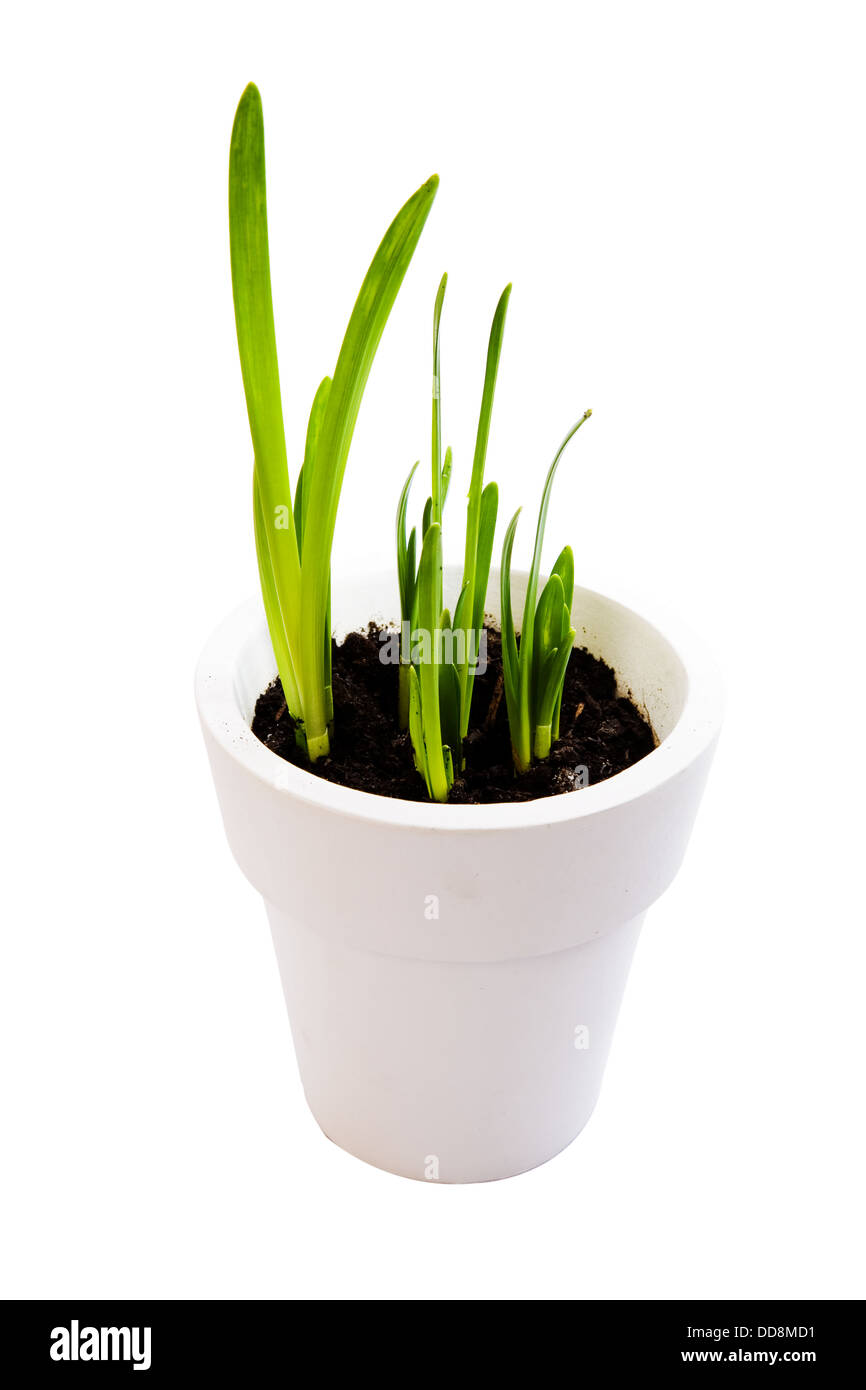 green shoots of a flower grow in a white pot isolated against a white background. Stock Photo