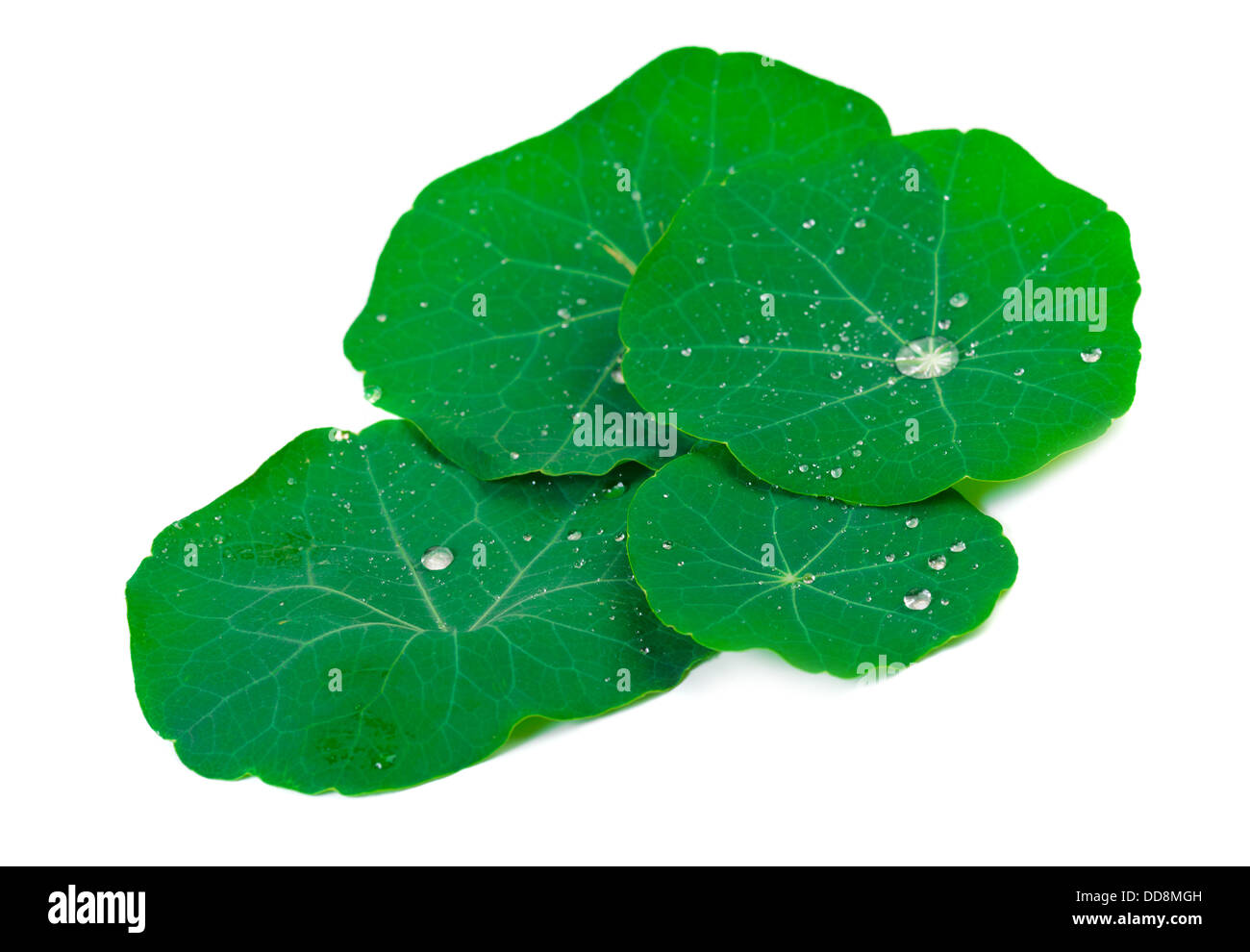 Green leaf with water drops. Isolated on white background Stock Photo ...