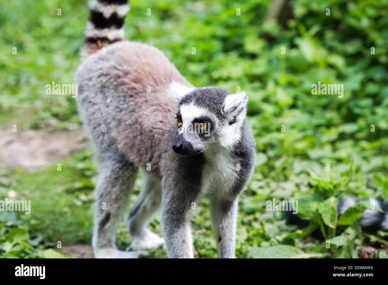 One lemur standing in the forest. Big orange eyes. Focused on the animal,  background is out of focus Stock Photo - Alamy
