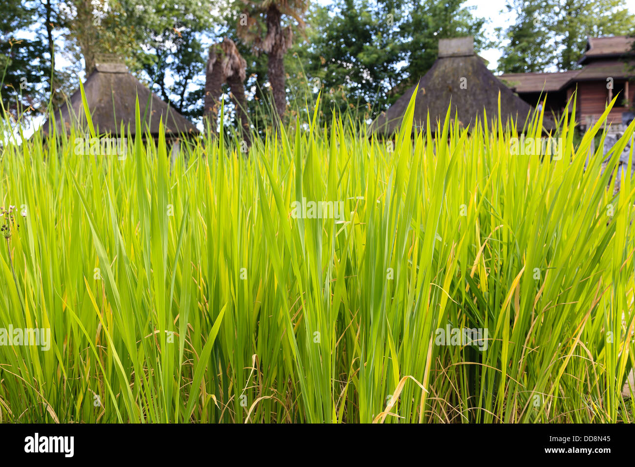 Closeup on some exotic grassland. focused on the grass. some huts appears at the background. Stock Photo