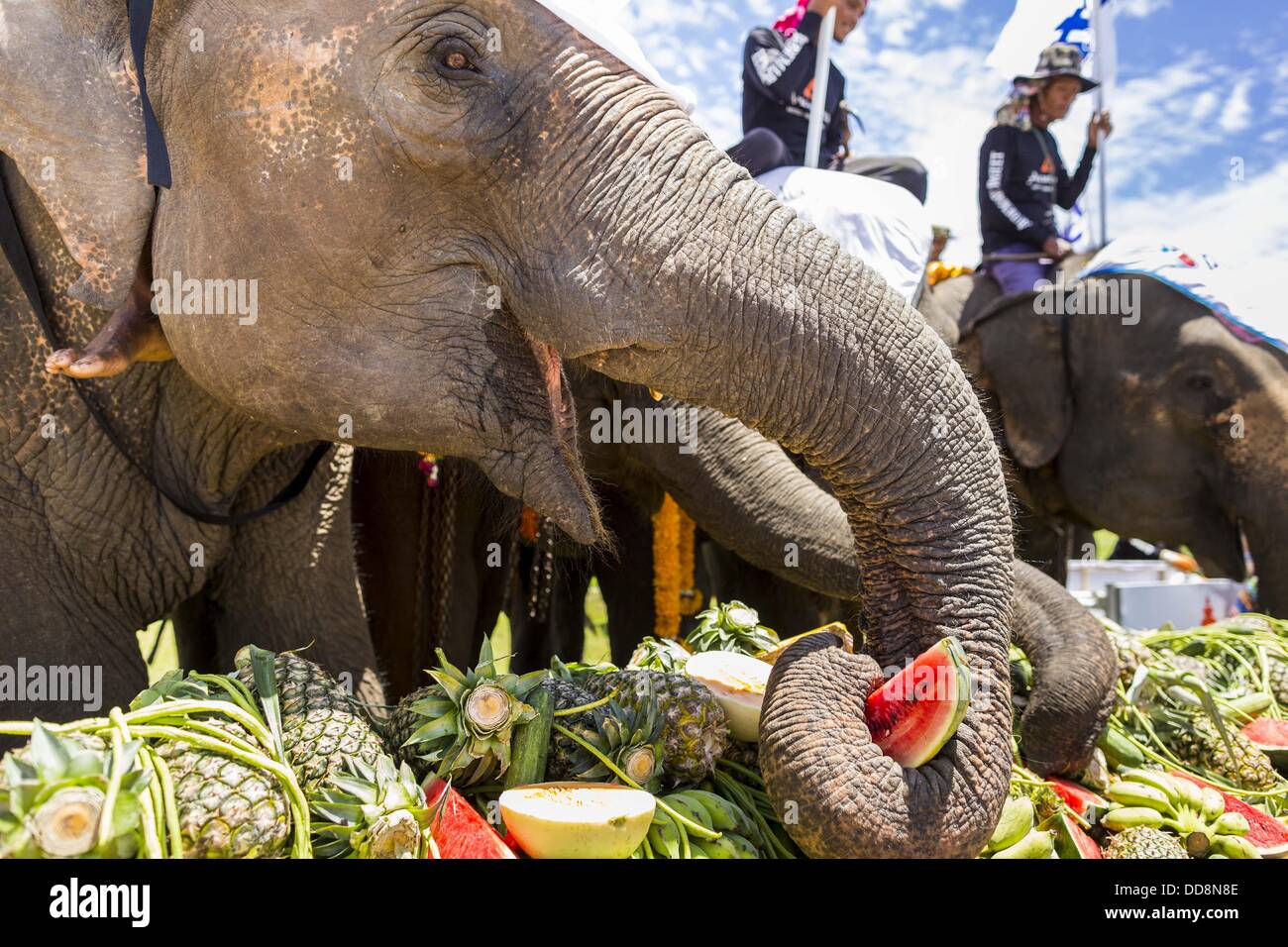 Hua Hin, Prachuap Khiri Khan, Thailand. 29th Aug, 2013. Elephants eat