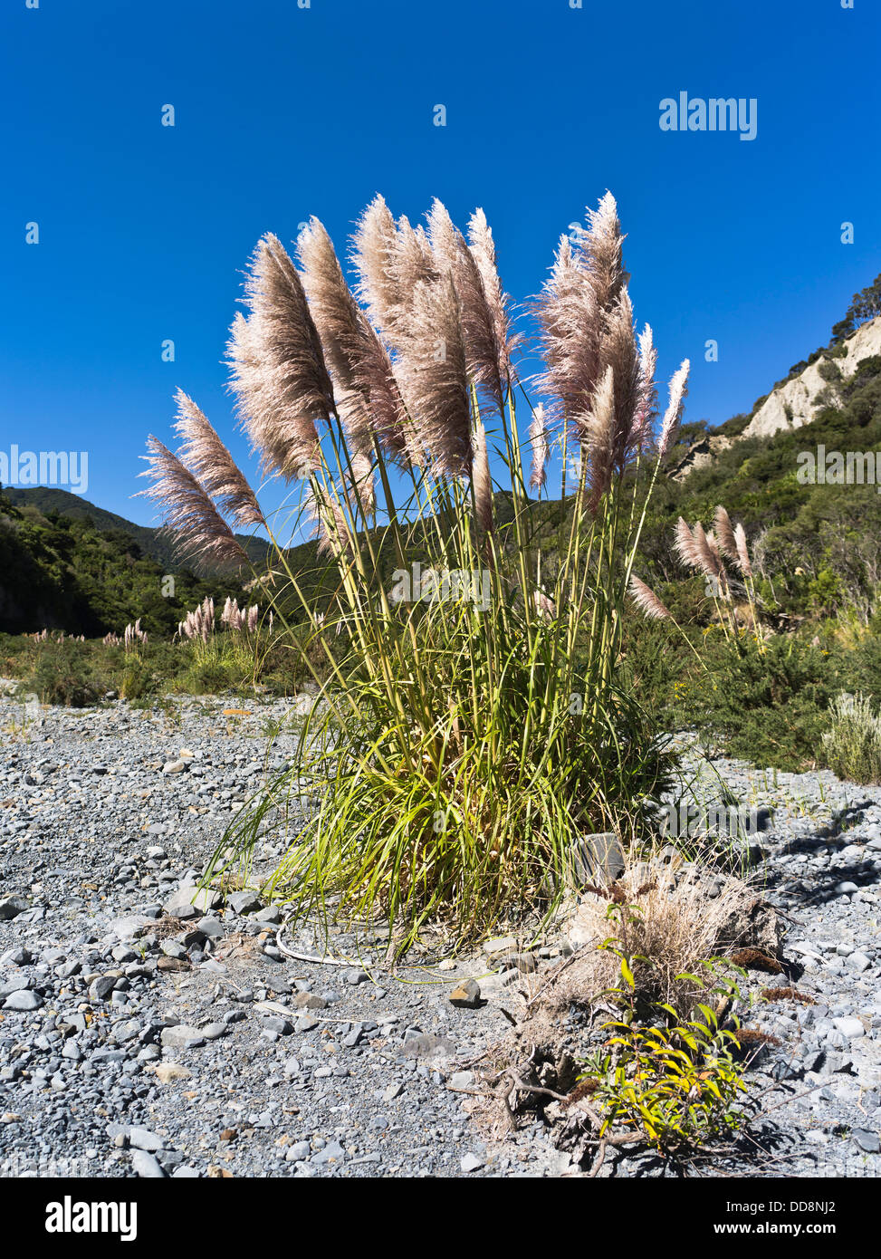 dh Toetoe AUSTRODERIA NZ New Zealand Toi Toi grass clump Stock Photo