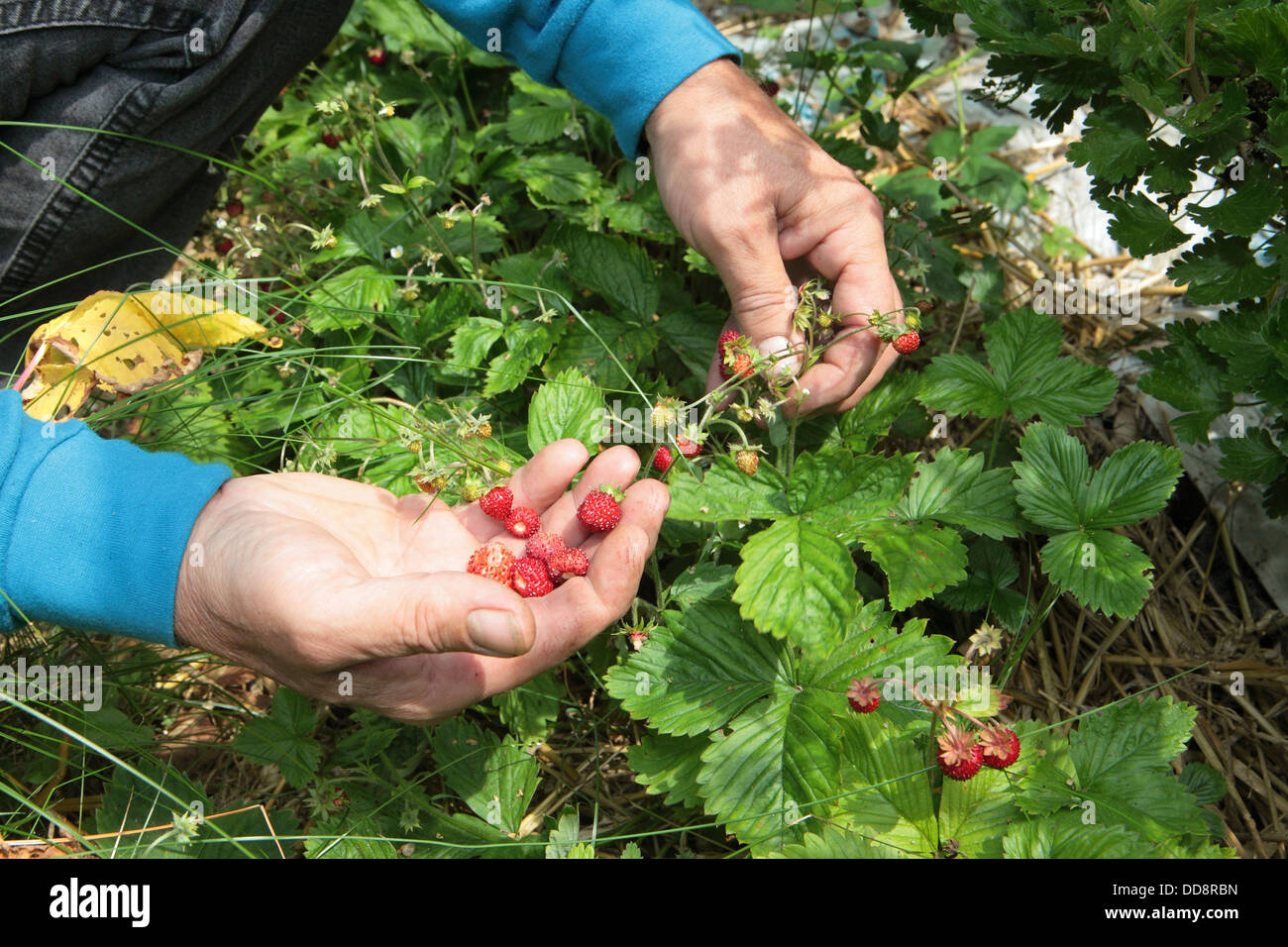 Picking harvesting wild strawberries, natural healthy organic foraged foraging food, garden gardening, UK Stock Photo