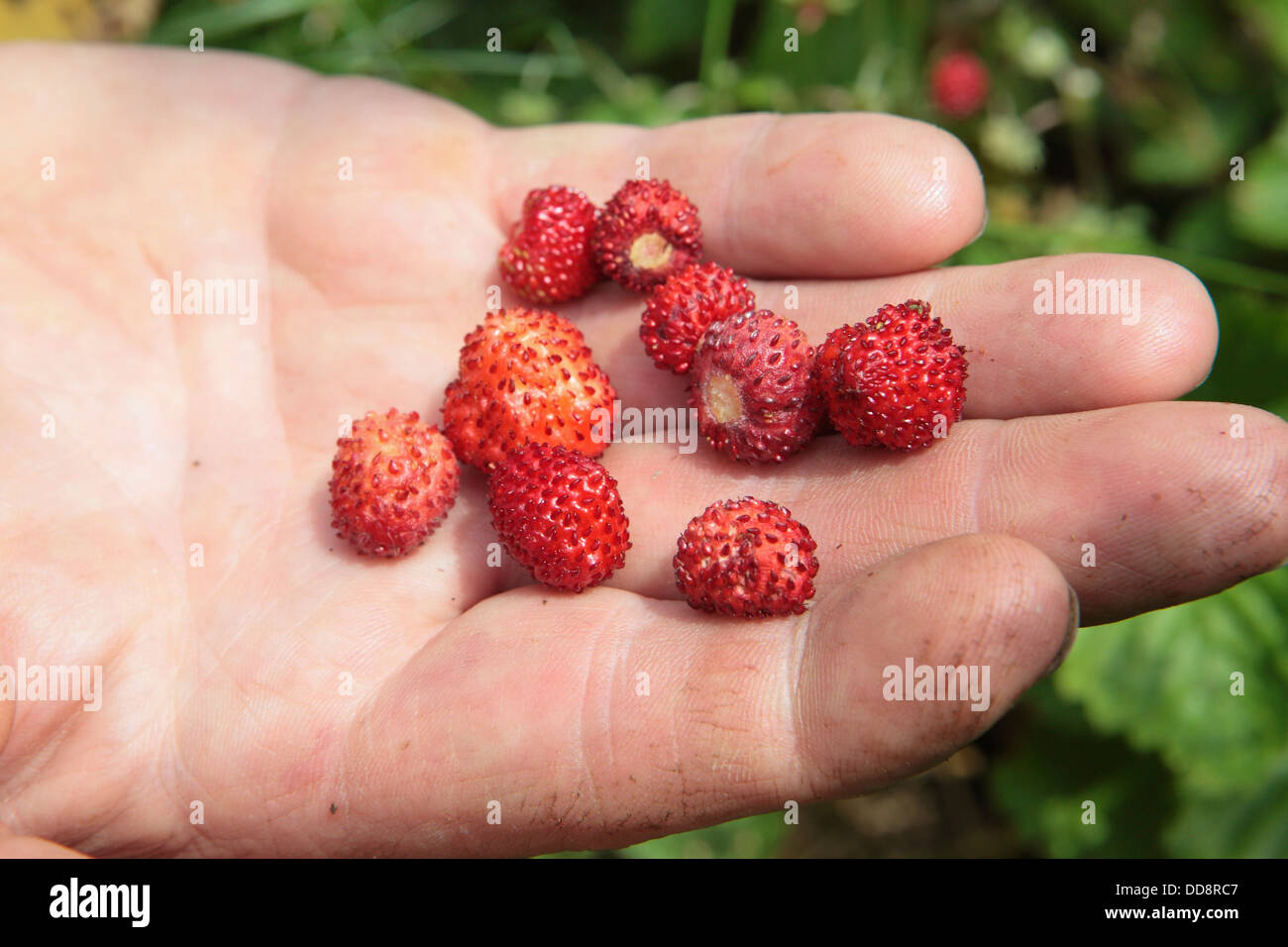 Picking harvesting wild strawberries, natural healthy organic foraged foraging food, garden gardening, UK Stock Photo