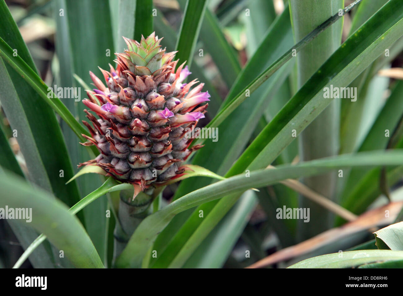 Pineapple growing hires stock photography and images Alamy