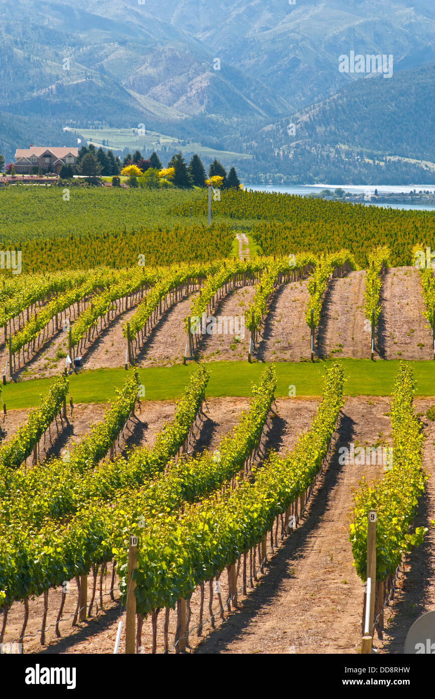 USA, Washington, Lake Chelan. Benson Vineyards Estate Winery is the only 100% estate winery in the Lake Chelan AVA. Stock Photo